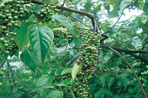 山胡椒種植基地